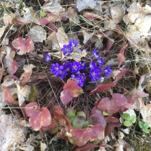 Spring offer. Blue anemones. Photograph by Julia Habetzeder.